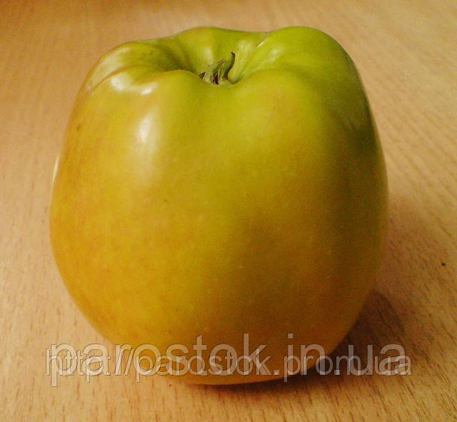 Яблуня Голден Резистент. (М.9). (ввв). Ранньозимовий сорт