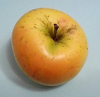 Саджанці яблуні Грін Схем. (Б7-35). (ввв). Зимовий сорт