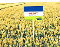 Семена озимой пшеници Феликс, 1 реп. Оригинатор: Заатен-Унион речерчес, Германия