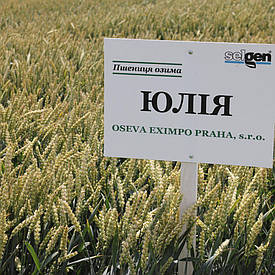 Насіння озимої пшениці Юлія, 1 реп. Чехія. потенціал 120 ц/га