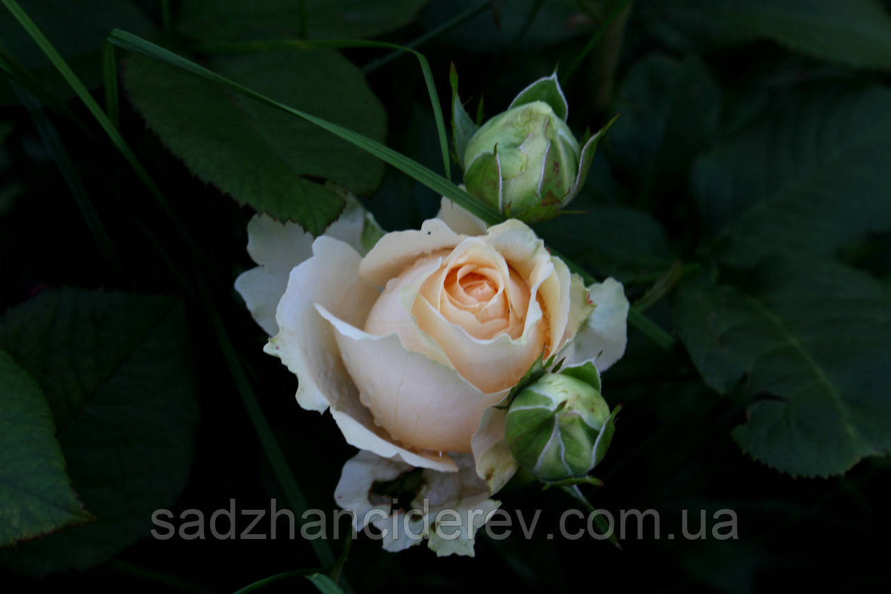 Саджанці троянд Піч Аваланш (Peach Avalanche), фото 1