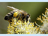 Настоянка бджолиного підмору, фото 2