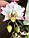 Уцінка Орхідея доросла Lightning Flash, розмір 2.5" без квітів, фото 3