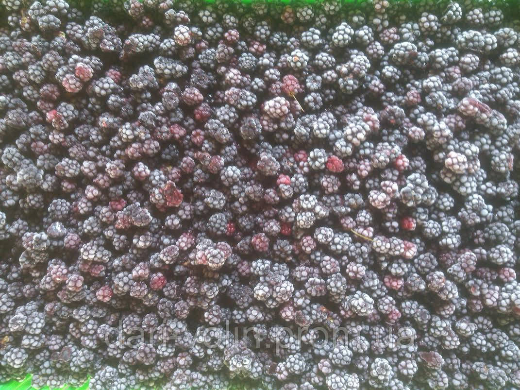 Frozen Blackberry, Oжина заморожена