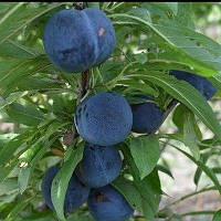 Слива Дофі сандра