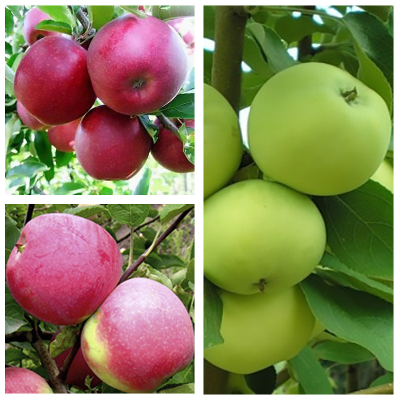 Купить Яблоня дерево сад (Белый налив + Слава Победителей + Эра), цена ...