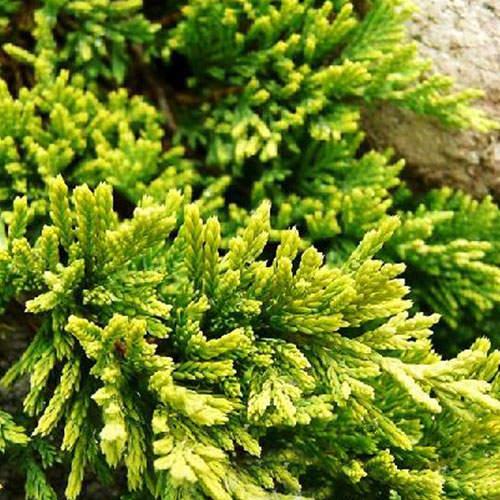 Саджанці Ялівцю горизонтального Голден Карпет (Juniperus horizontalis Golden Carpet)