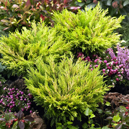 Саджанці Ялівцю горизонтального Лайм Сяйво (Juniperus horizontalis Lime Glow)