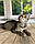 Гаманець Чаузі Ф2 (pink collar) дата народження 27.03.2020. Поживник Royal Cats. Україна, Київ, фото 7