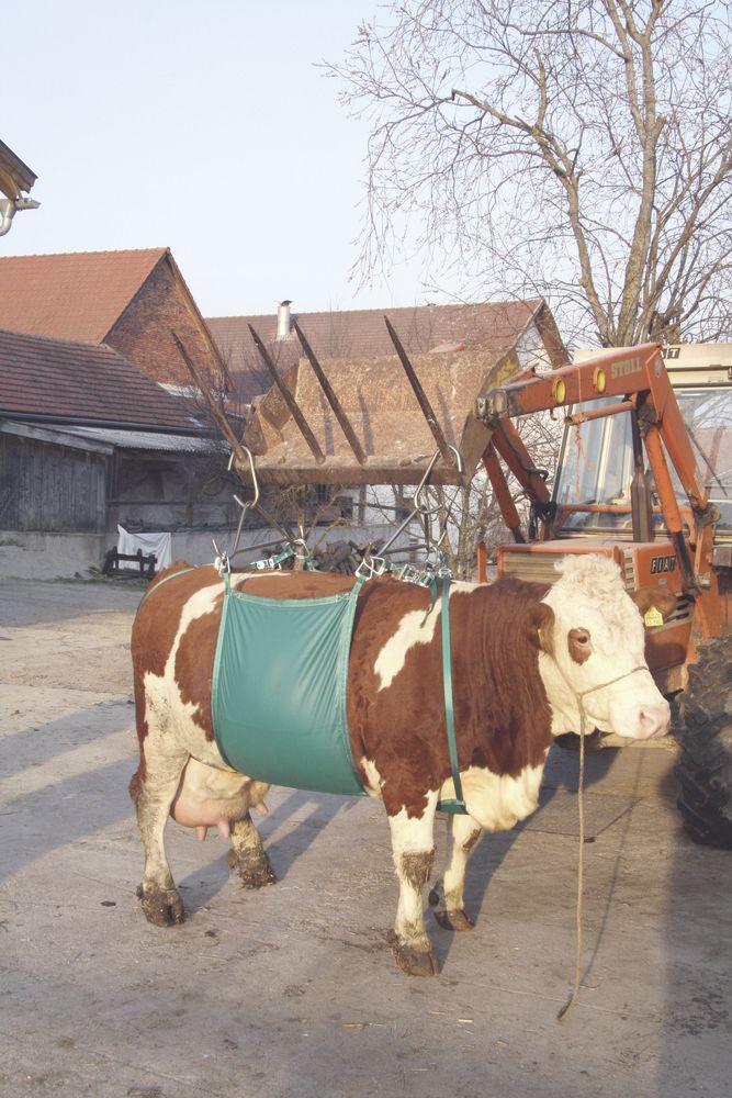 Підіймач для корів