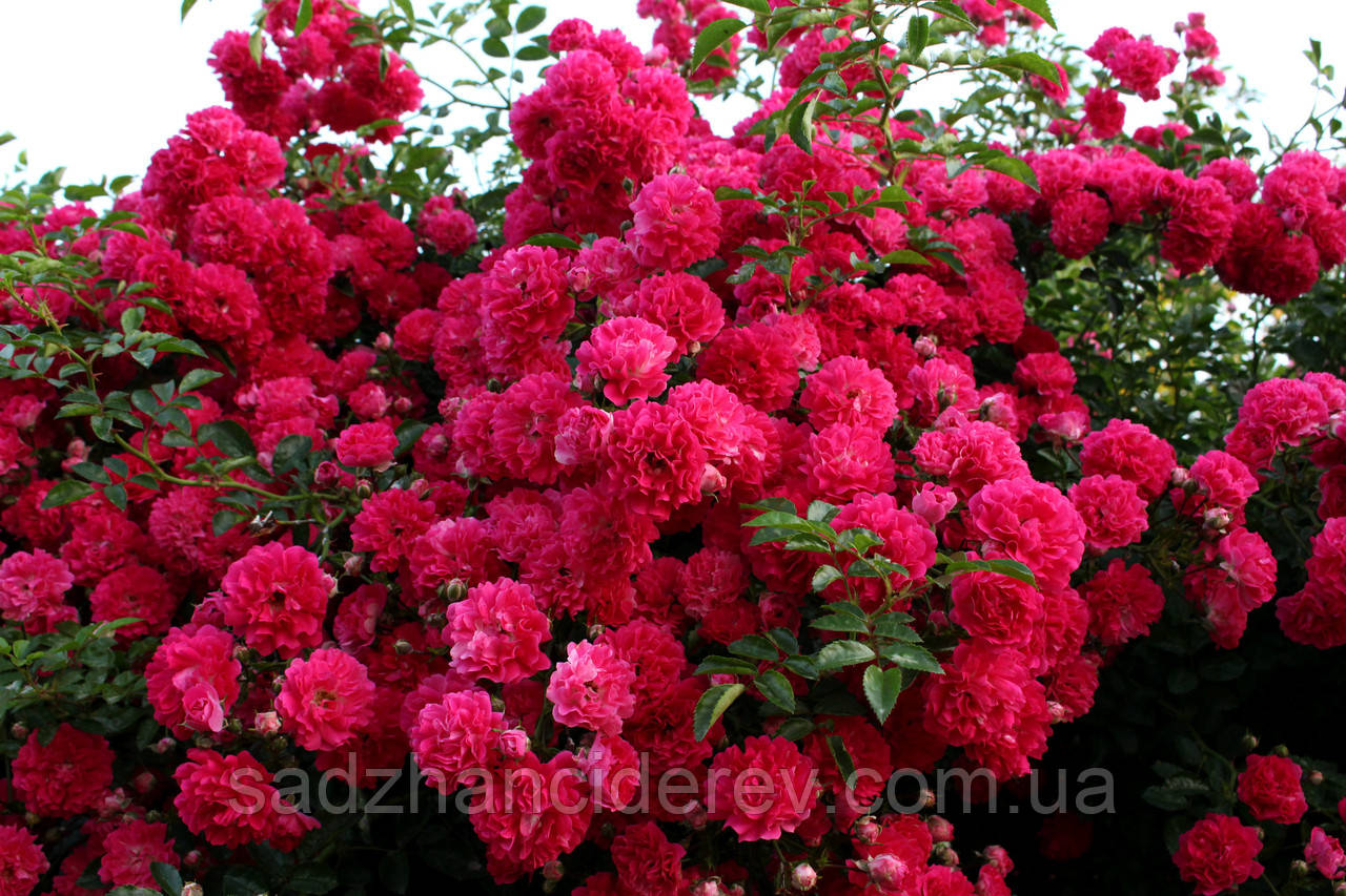 Саджанці троянд Супер Ексцельза (Super Excelsa), фото 1