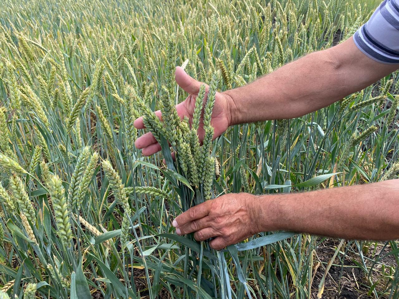 Сорта озимой пшеницы характеристики