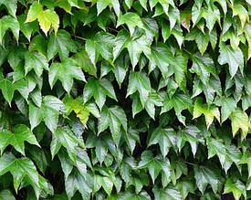 Виноград Віче привитий (горщик 2л)