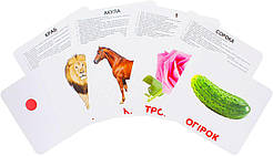 Набір 20 карток Домана Вундеркінд з пелюшок Мої перші знання ламіновані