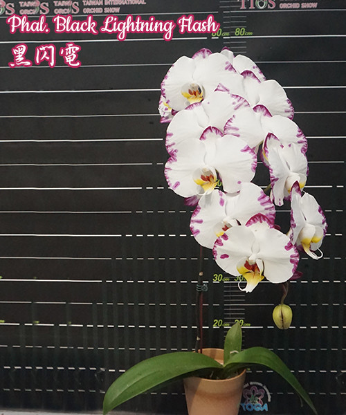 Уцінка Орхідея доросла Lightning Flash, розмір 2.5" без квітів