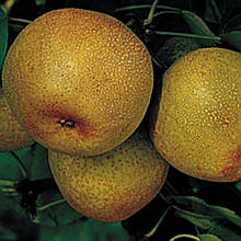 Груша азійська Шин Лі (зимова)