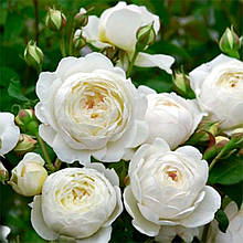 Троянда Англійська Вінчестер Кафедрал