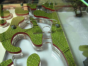 Формікарій акриловий (мурашина ферма) з принтом зелений лист + мурахи женці Messor Structor, фото 3