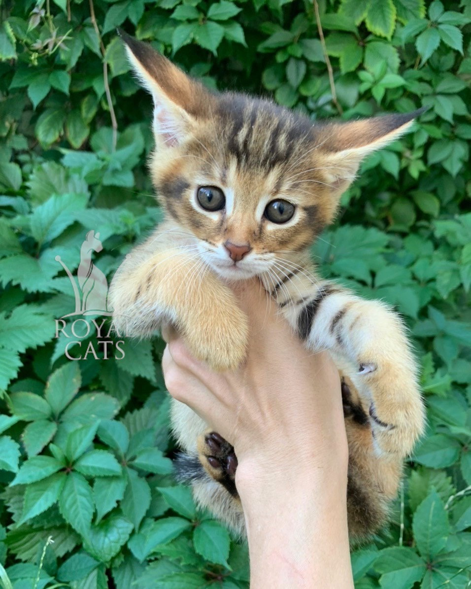 Гаманець Чаузі Ф1 (блакитний нашийник), народжена 28.05.2020. Поживник Royal Cats. Україна, Київ