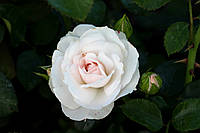 Саженцы роз Аспирин Розе (Aspirin Rose)