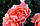 Саджанці троянд Бельведер (Belvedere, Бельведері), фото 6