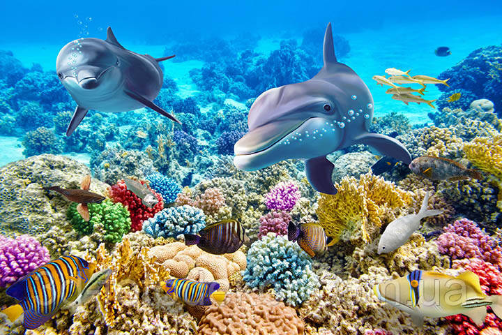 Фото Обои "Дельфины и рыбы" - Любой размер! Читаем описание! - фото 3 - id-p1215899128