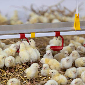 Лінія поїння для 700 кур несучок 12 м з підвісом