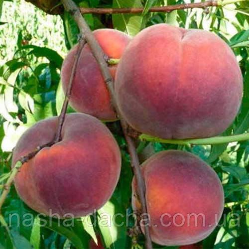 Персик Роял Джим (пізній)