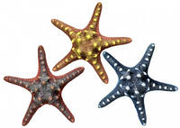 Морская звезда 16,5см Нобби 28315