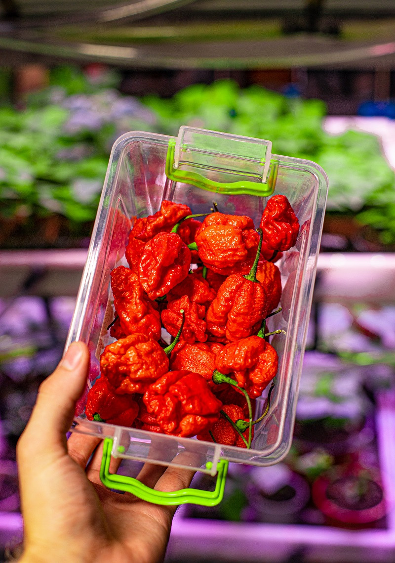 Семена перца Каролина Рипер (Carolina Reaper) красный (red) (ID ...