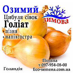 Цибуля сівок Голіат (Goliat) Голландія 1 кг