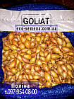 Цибуля сівок Голіат (Goliat) Голландія 1 кг, фото 3