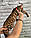 Хлопчик бенгал, д. 10.05.2020. Бенгальські кошенята з вихованця Royal Cats. Україна, Київ, фото 3