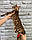 Хлопчик бенгал, д. 10.05.2020. Бенгальські кошенята з вихованця Royal Cats. Україна, Київ, фото 5