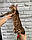 Хлопчик бенгал, д. 10.05.2020. Бенгальські кошенята з вихованця Royal Cats. Україна, Київ, фото 2