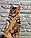 Хлопчик бенгал, д. 10.05.2020. Бенгальські кошенята з вихованця Royal Cats. Україна, Київ, фото 3