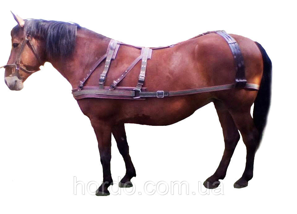 Шлея Европейского образца (ID#922451003), цена: 2100 ₴, купить на Prom.ua