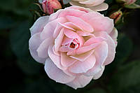 Саженцы роз Букет Парфе (Bouquet Parfait)