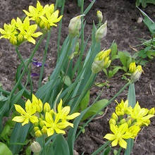 Allium Moly (Лук Моли), фото 2