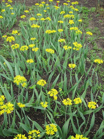 Allium Moly (Лук Моли), фото 2