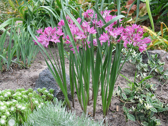 Allium Oreophilum (Ореофілум), фото 2