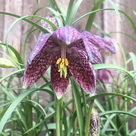 Fritillaria Meleagris mix (Фритиллярія/Рябчик шахова), Голландія