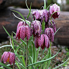 Fritillaria Meleagris mix (Фритиллярія/Рябчик шахова), Голландія, фото 2