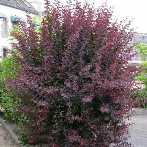 Барбарис відтавський Auricoma 2-річний контейнер 0.5 л, фото 1