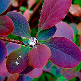 Барбарис відтавський Auricoma 2-річний контейнер 0.5 л, фото 2