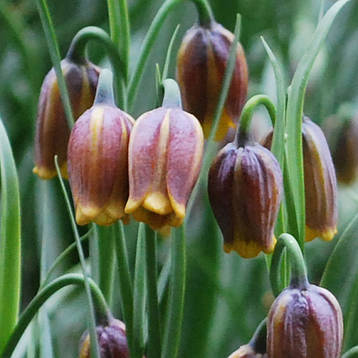 Fritillaria Uva-Vulpis (Фритлярія/Рябчик Ува Вульпи), Голландія, фото 2