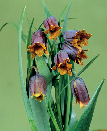 Fritillaria Uva-Vulpis (Фритлярія/Рябчик Ува Вульпи), Голландія, фото 2