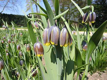 Fritillaria Uva-Vulpis (Фритлярія/Рябчик Ува Вульпи), Голландія, фото 2