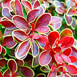 Барбарис Тунберга Golden Ring 2-х літній контейнер 0.5 л, фото 2