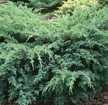 Ялівець лускатий Ханнеторп / Juniperus Hunnetorp, фото 2